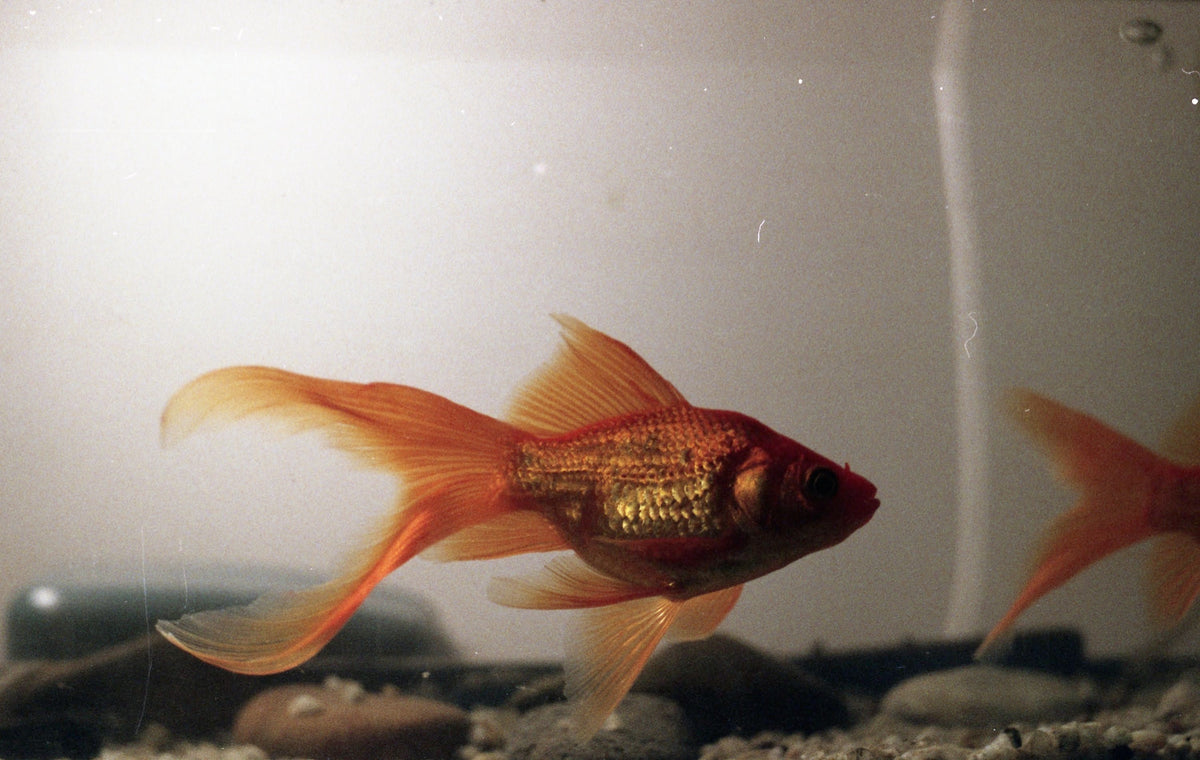 gold fish