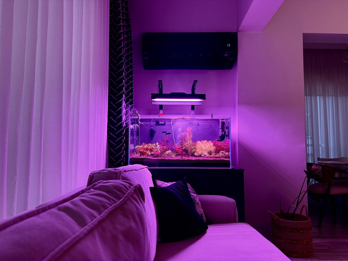 Príspevok Instagram od @planted.aquarium.studio