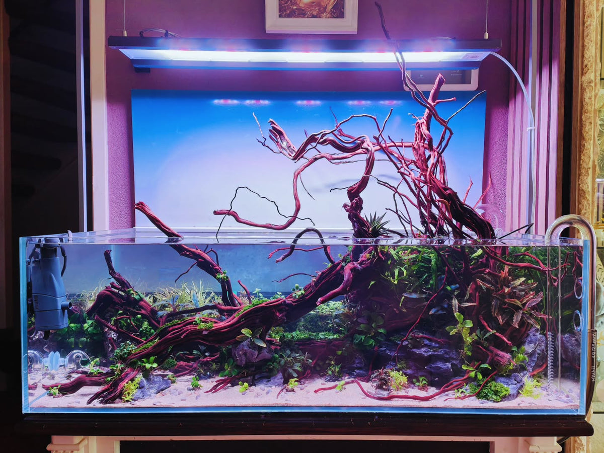 Príspevok Instagram od @aquascapebarendrecht