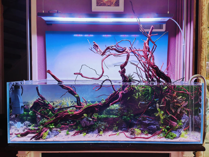 Príspevok Instagram od @aquascapebarendrecht