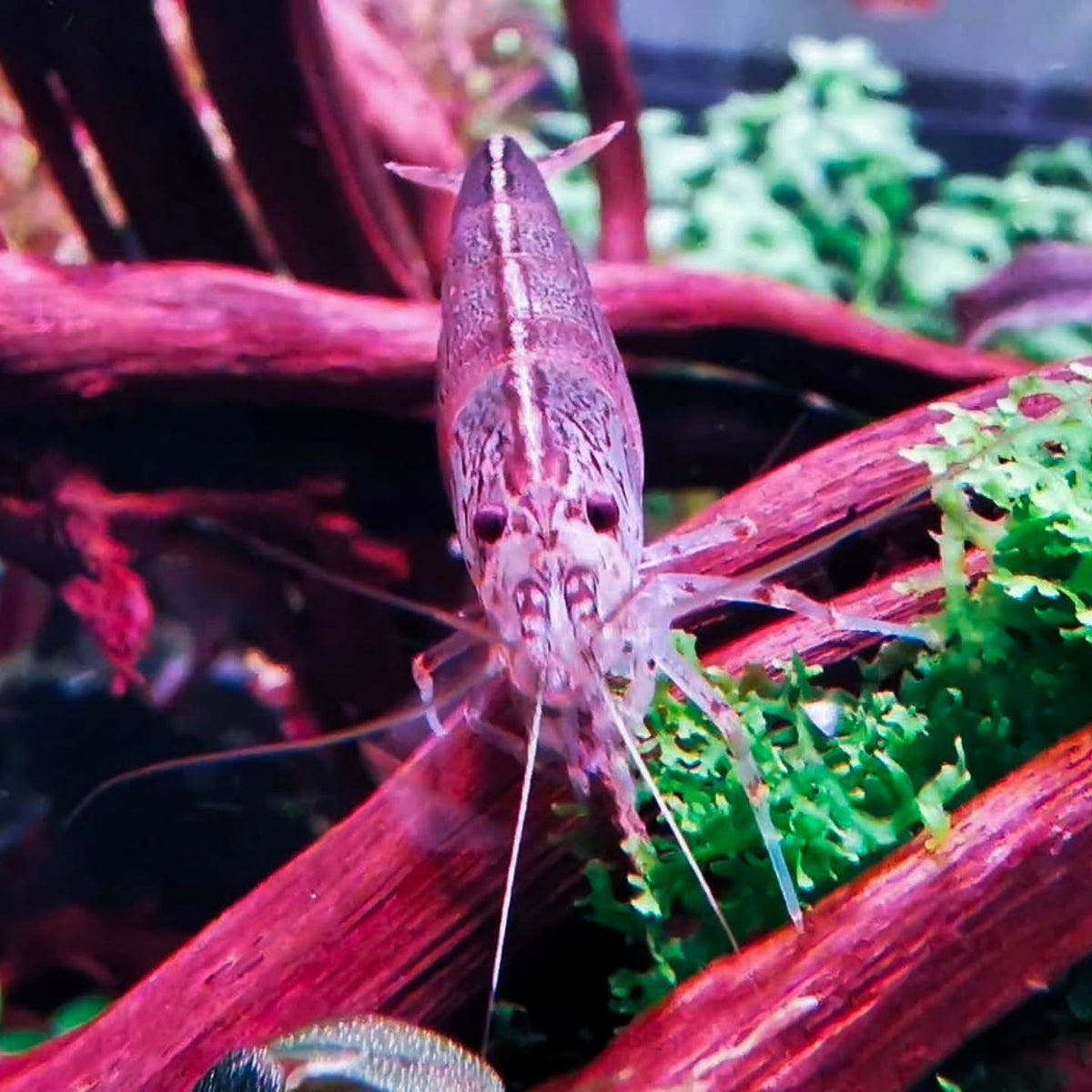 Príspevok Instagram od @aquascapebarendrecht