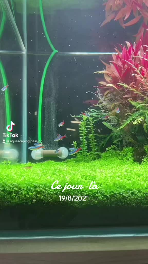 Video TikTok od @aquascaping.passion