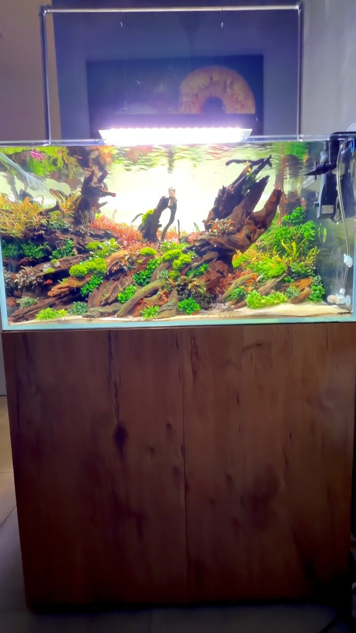 Príspevok Instagram od @aquascaping.passion