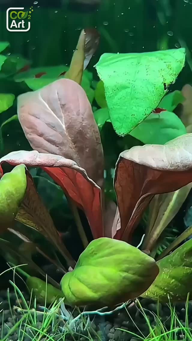 Príspevok Instagram od @co2art
