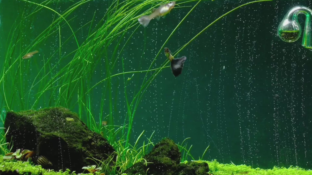 Načítať video: The most advanced CO2 systems for planted aquariums: dual-stage regulators, diffusers and complete kits