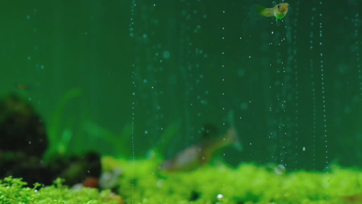 Načítať video: Carpets need CO2: low, dense plants filling in under steady CO2